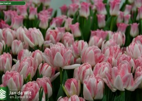 Tulipa Foxtrot ® (3)